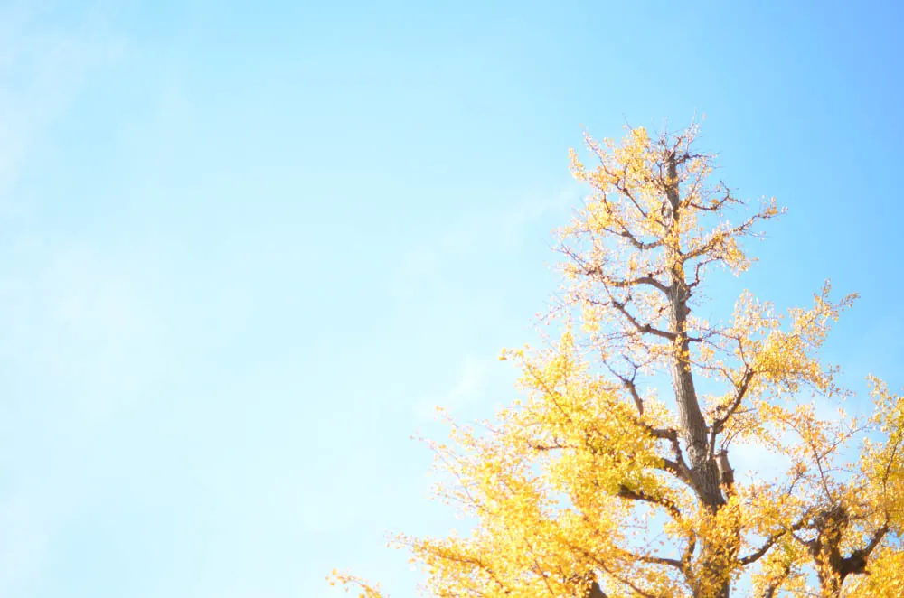 はじめての1枚のつもりが、カメラ遍歴になってしまった