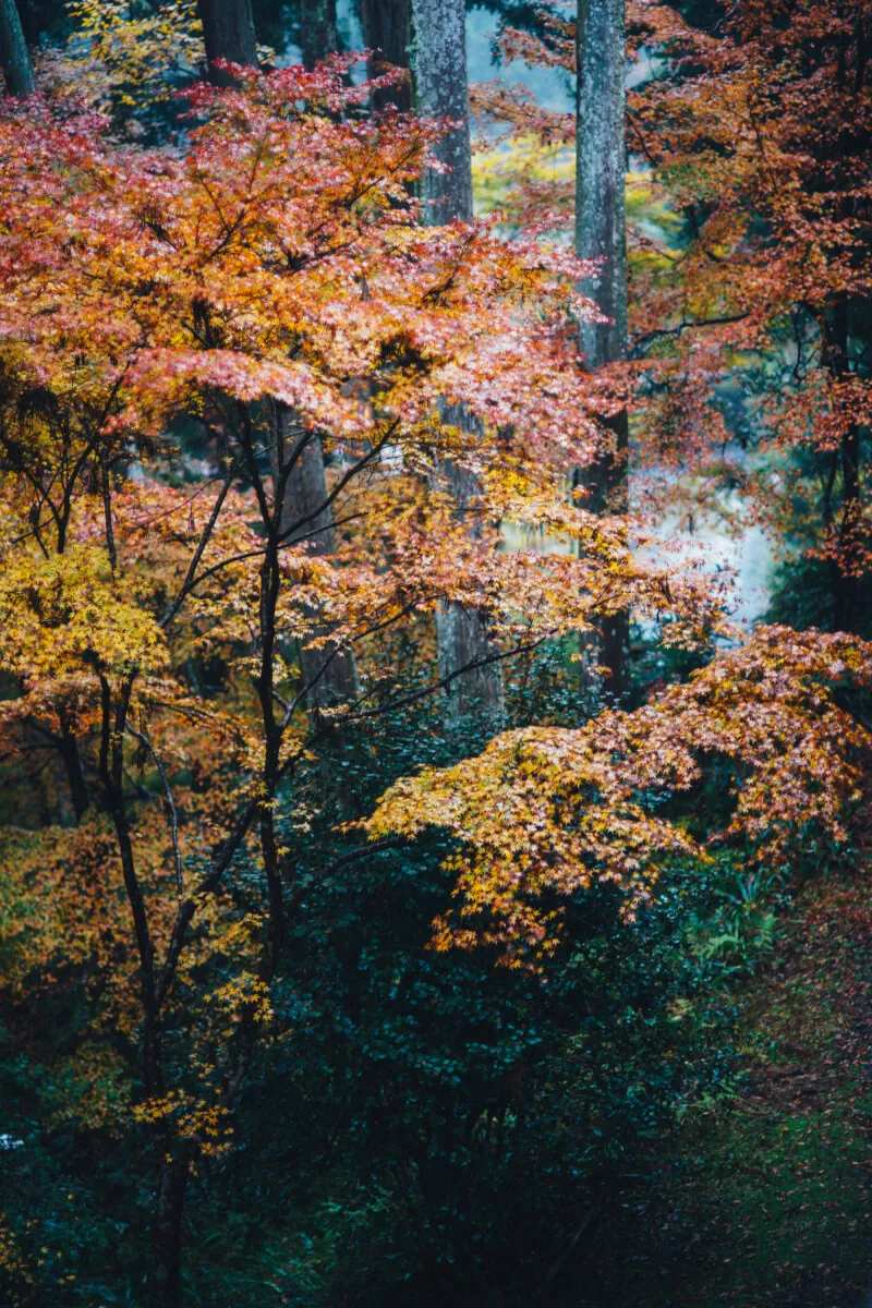 24726007578 2756d1e5e1 o