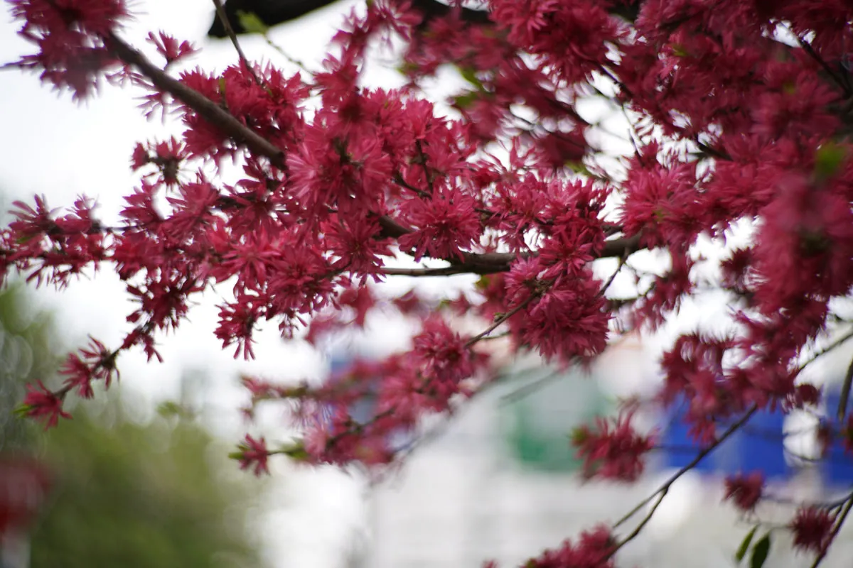 26494977487 873e77027c o