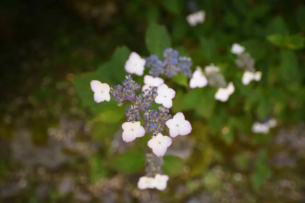 白くてかわいいあじさい