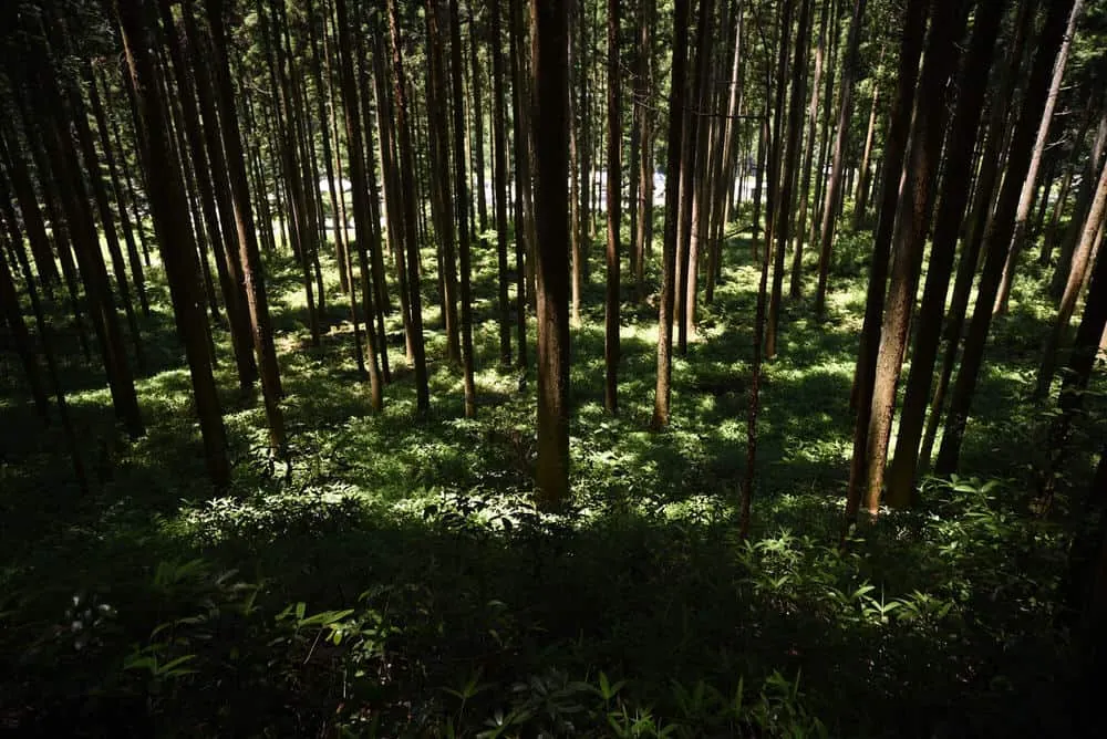 モネの池の裏山