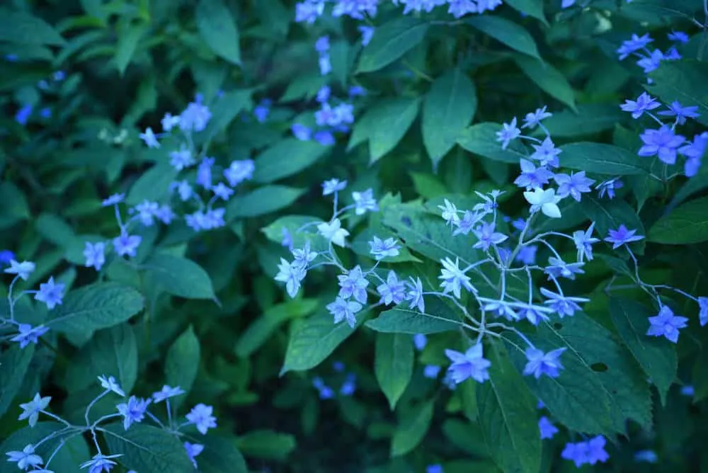 モネの池のあじさい園