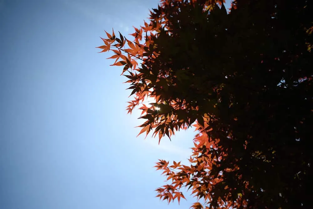 モネの池の紅葉