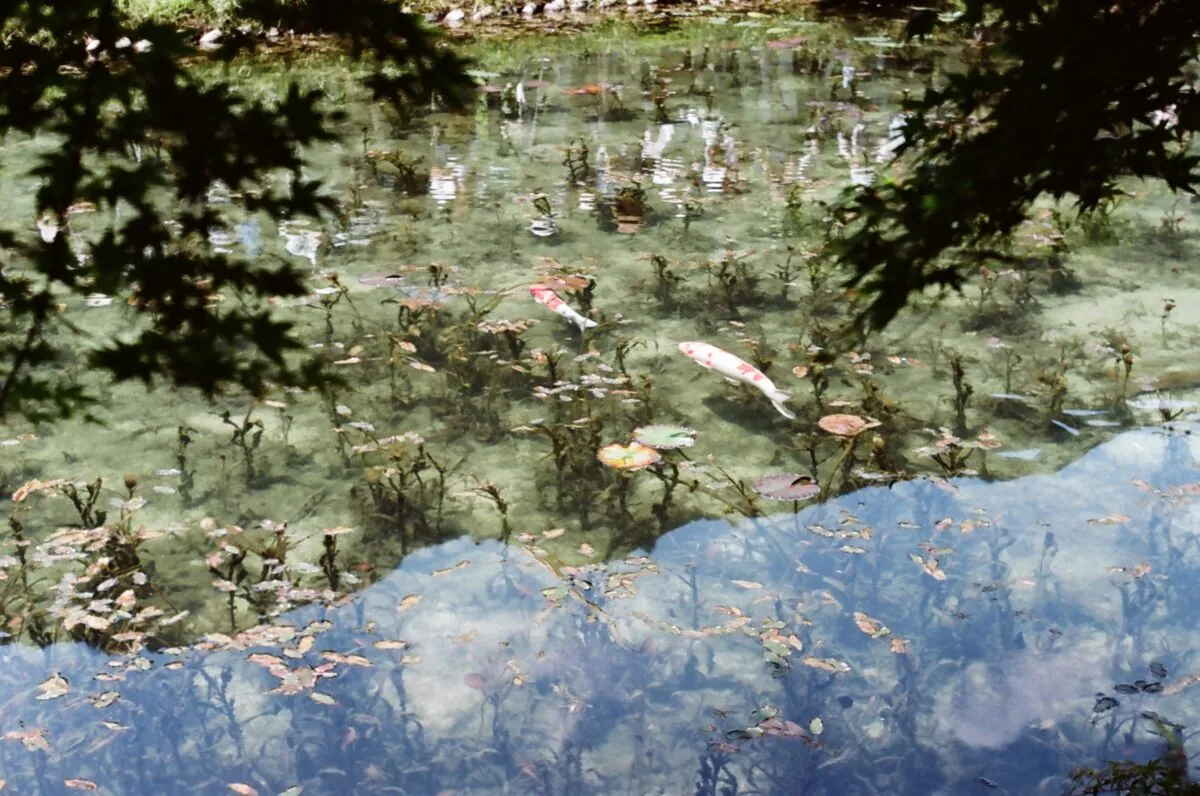 27954455132 7850fa2bea o