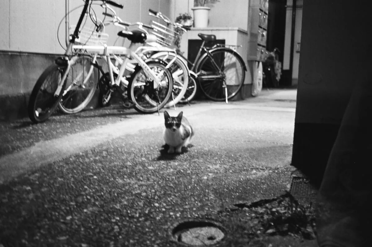 28125322545 95f41aef0c o