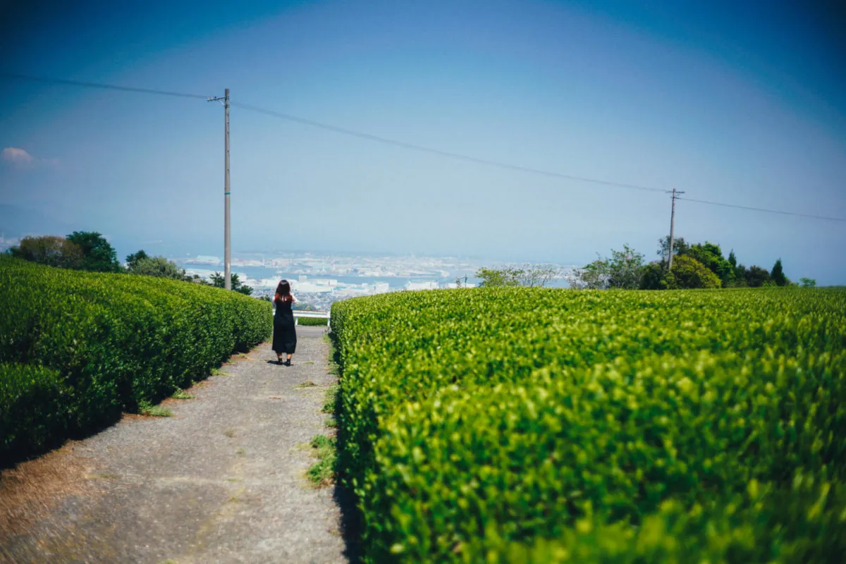 28125588818 5441feded4 o