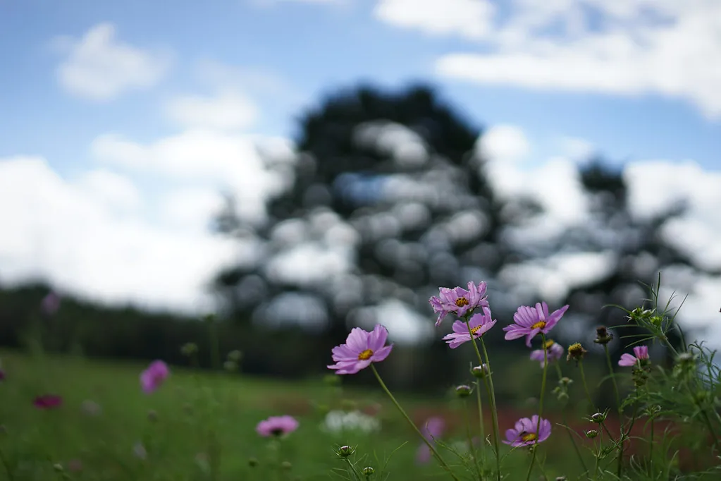 29434332084 433c303370 b