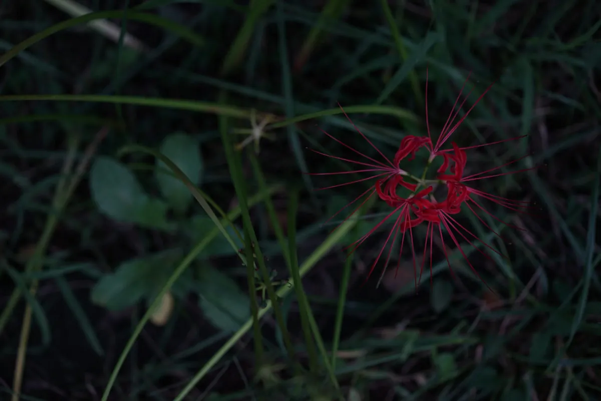 30452619176 60d08efc69 o