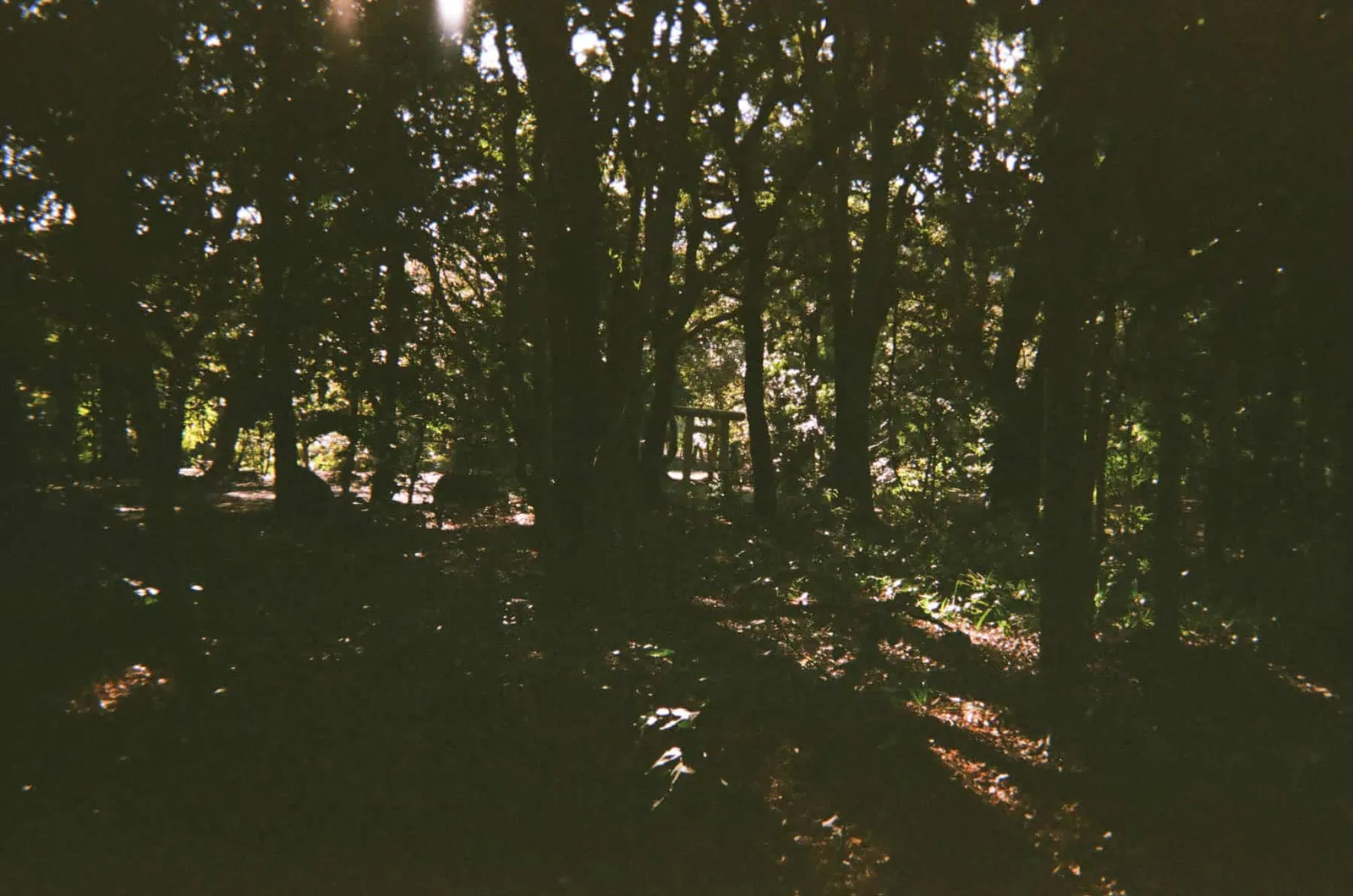 2020年、年明けの「写ルンです」の写真たち