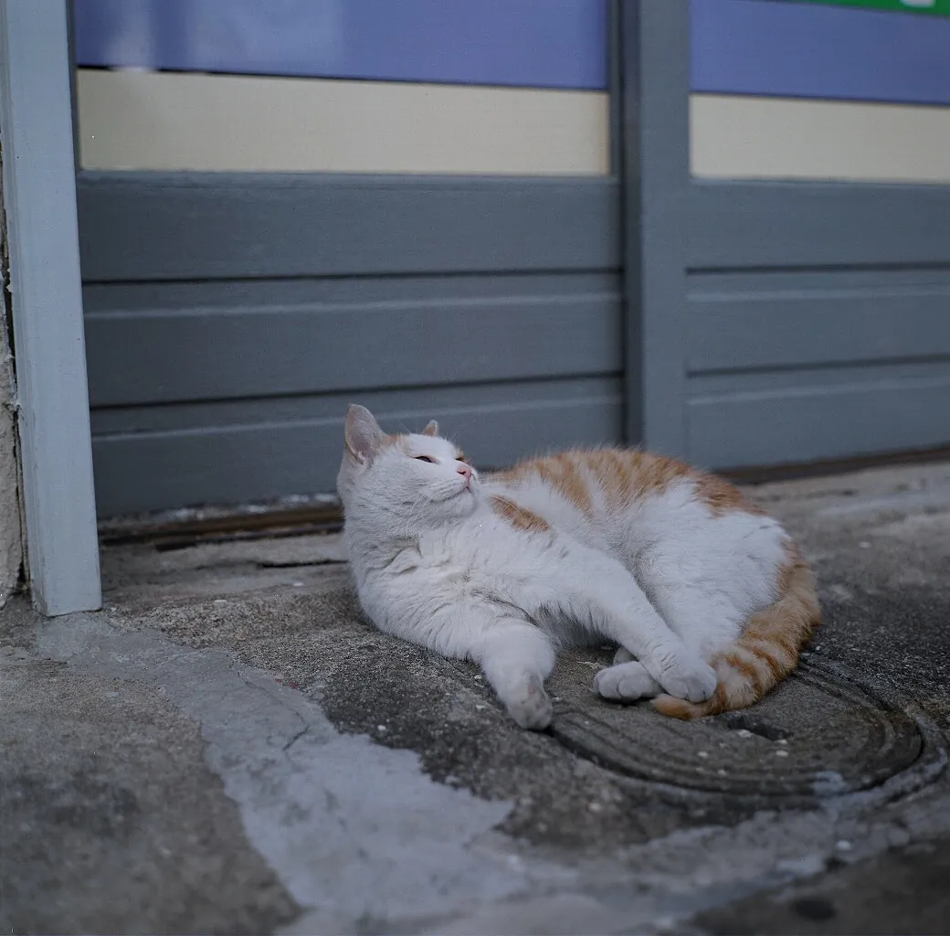 33023637303 753d8a366a o