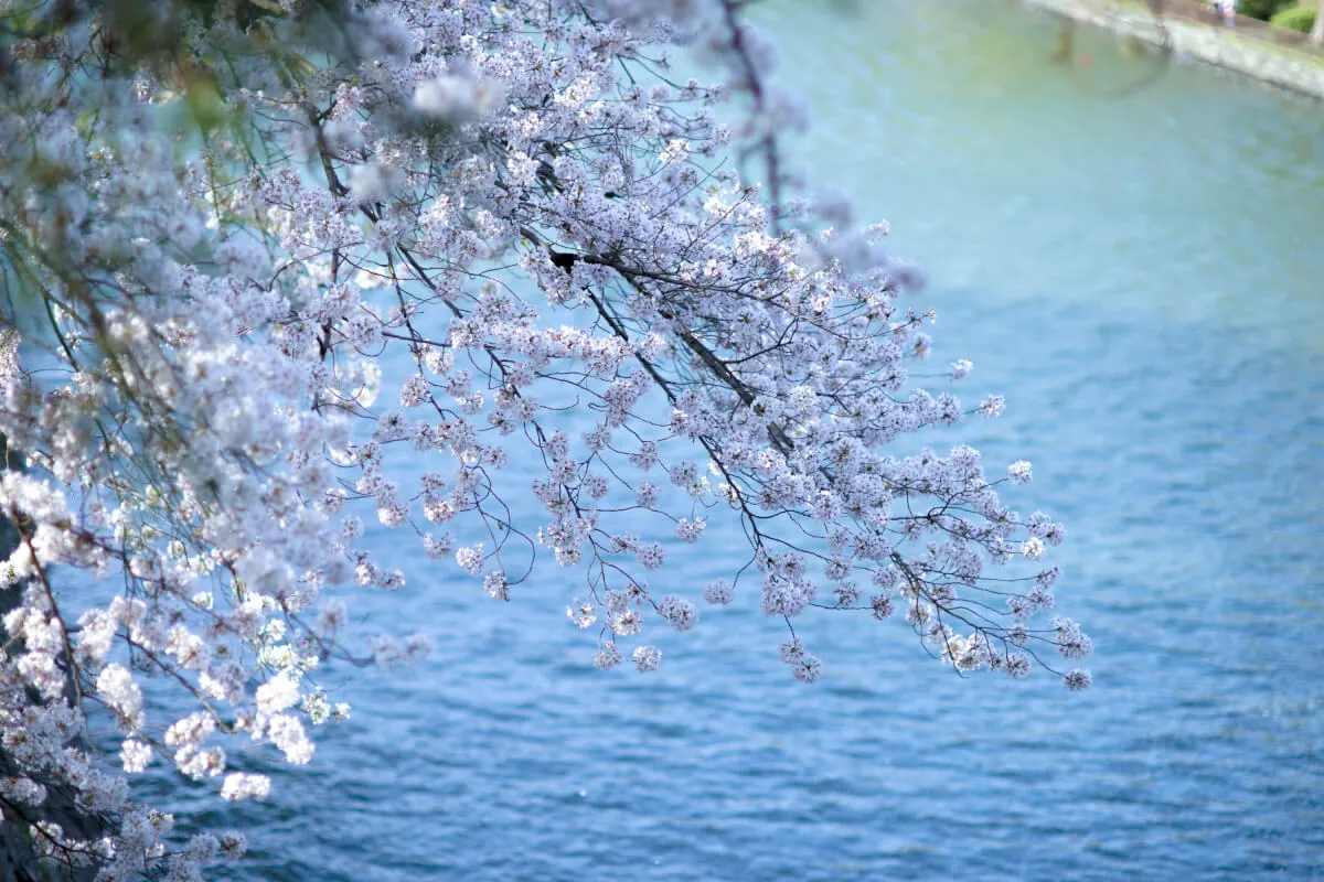 33112324454 ee0c919175 o