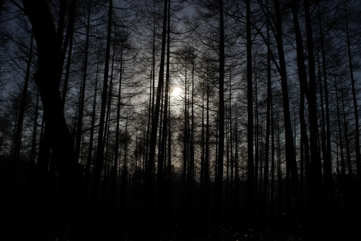 34202981376 e84718a68e o