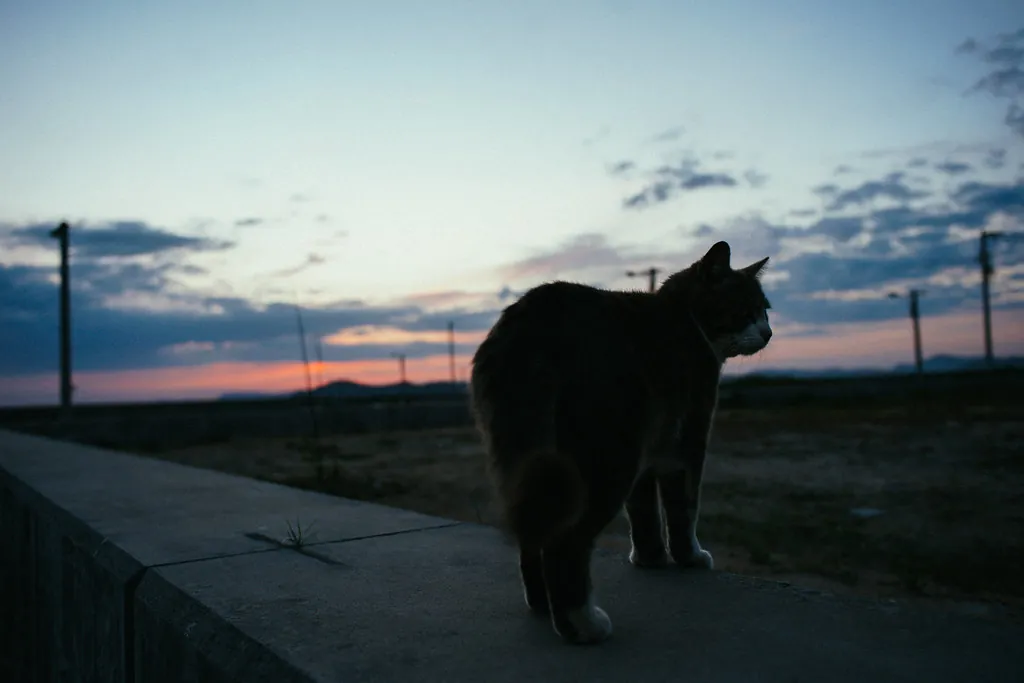 34437491626 aeecded8cd b