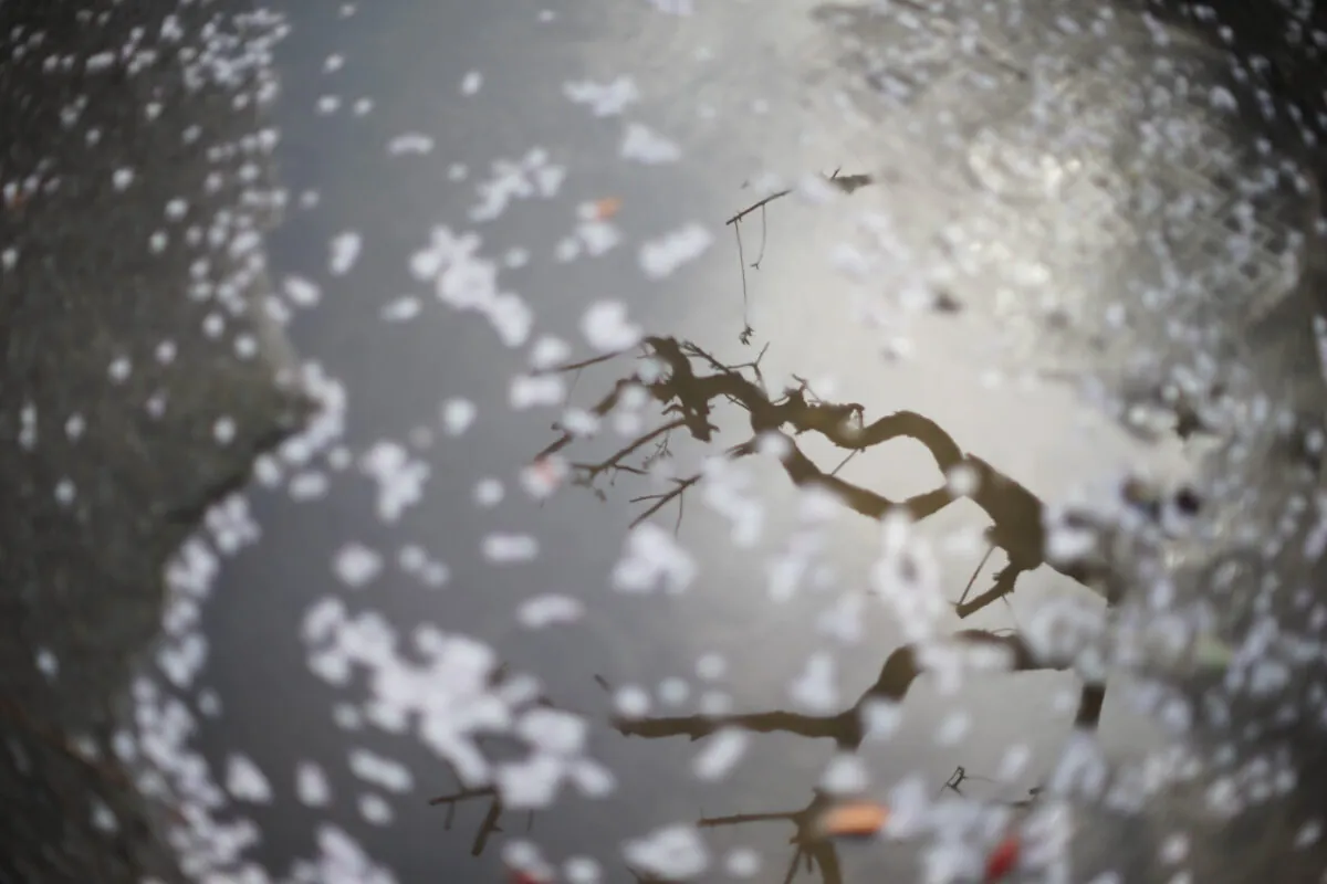 34765125625 60e96a41c4 o 1