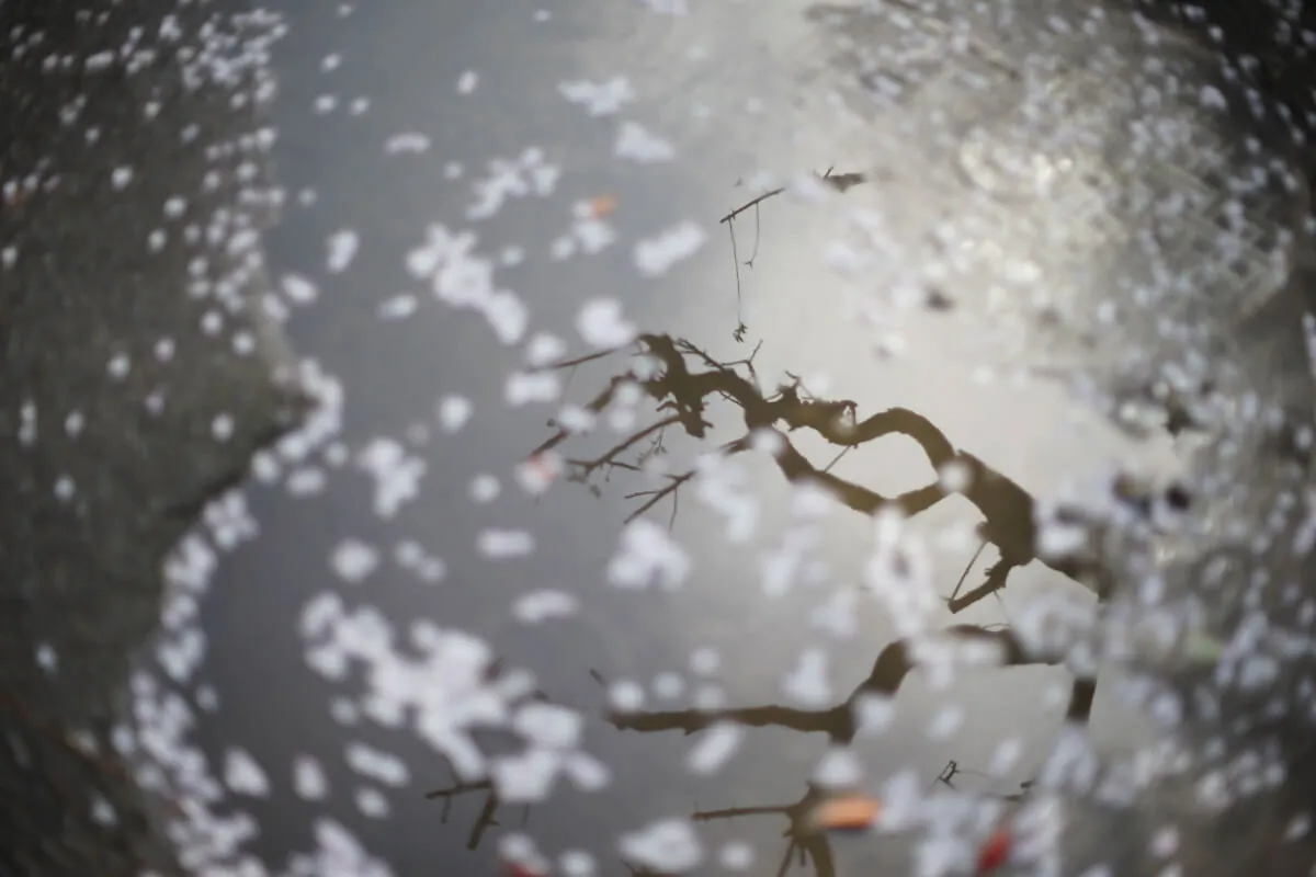 34765125625 60e96a41c4 o