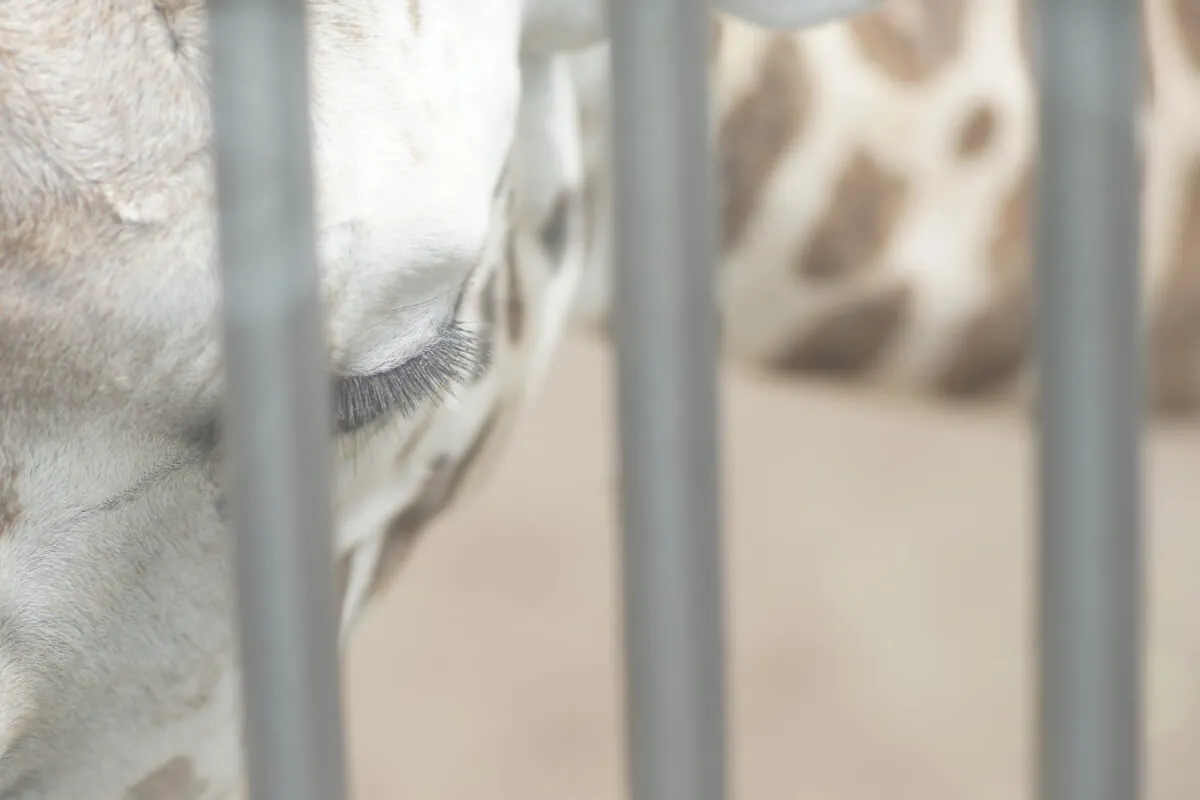 35870420731 94c19a75fb o