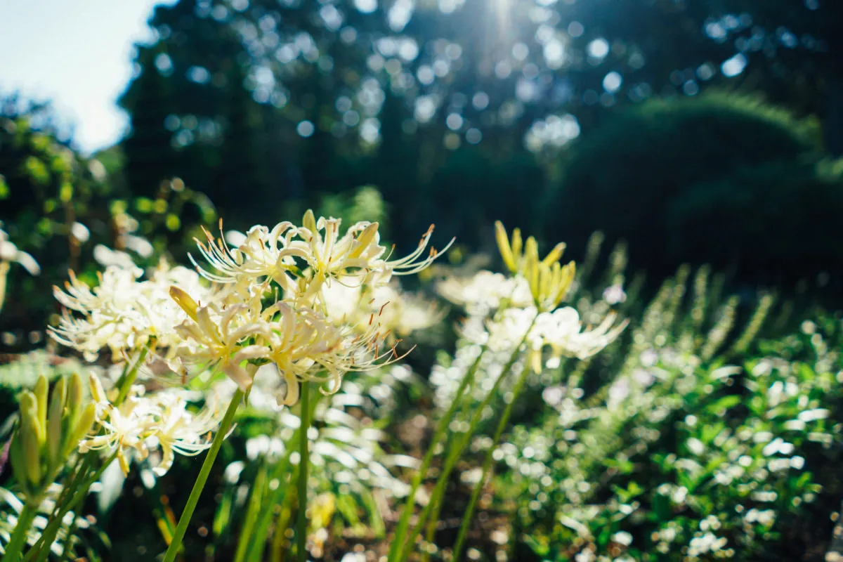 37303176126 9ef80d8334 o