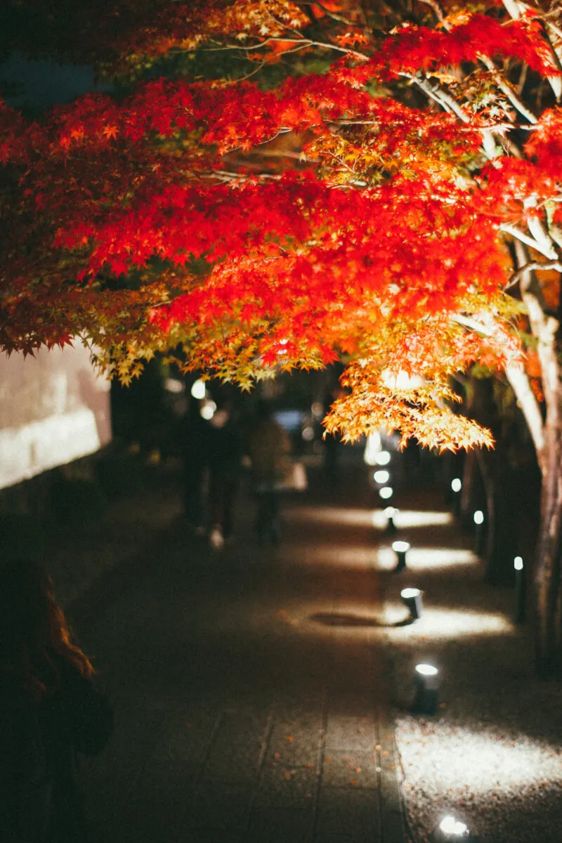 37627593015 033ef75746 o