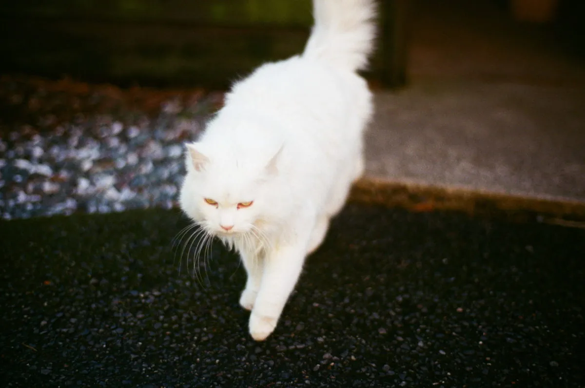 38302904842 bac3c74b01 o