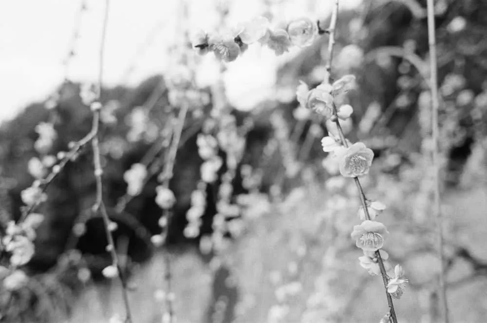 大縣神社梅まつり