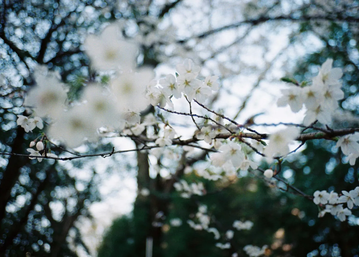 40340472430 39c5f56272 o