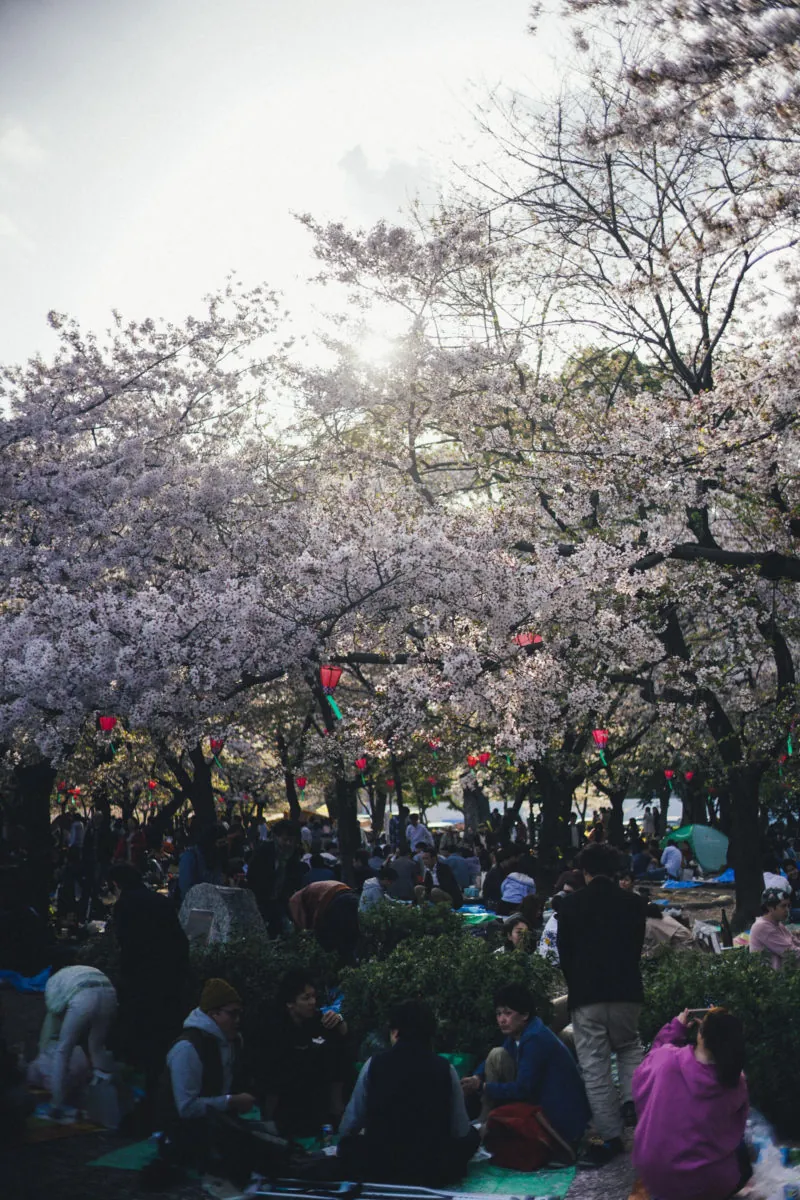 41147399291 4c70e7d0e9 o