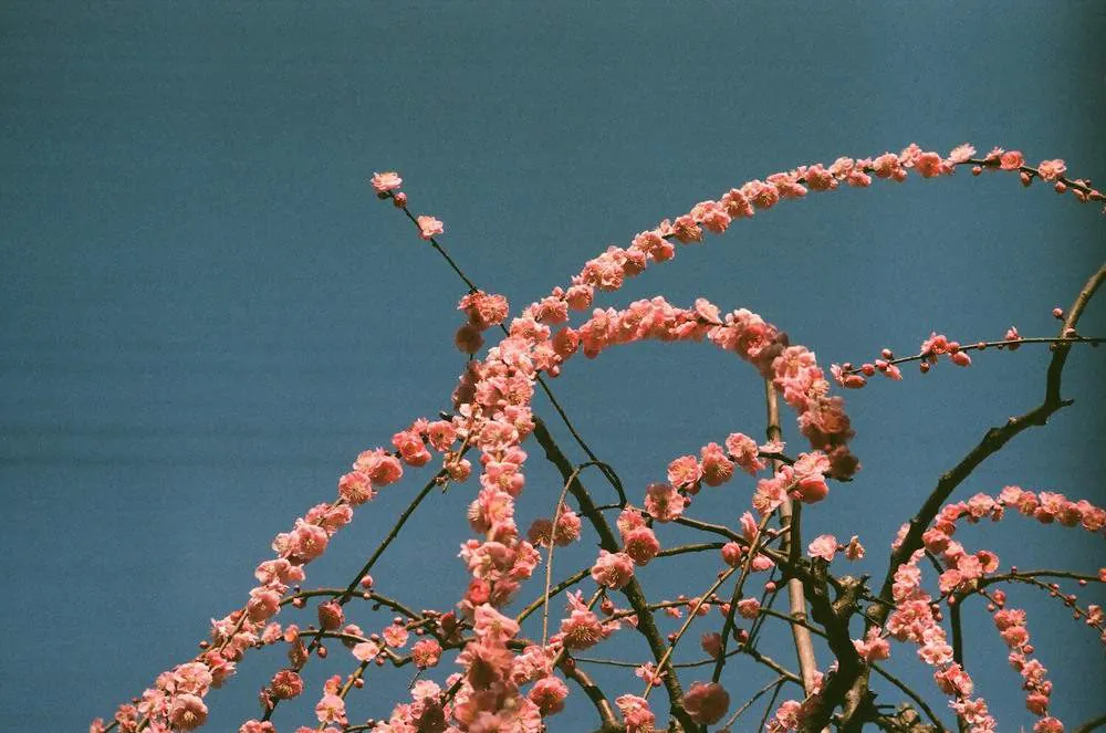 【LeicaM3作例】業務用100フィルムで撮った大縣神社の梅園