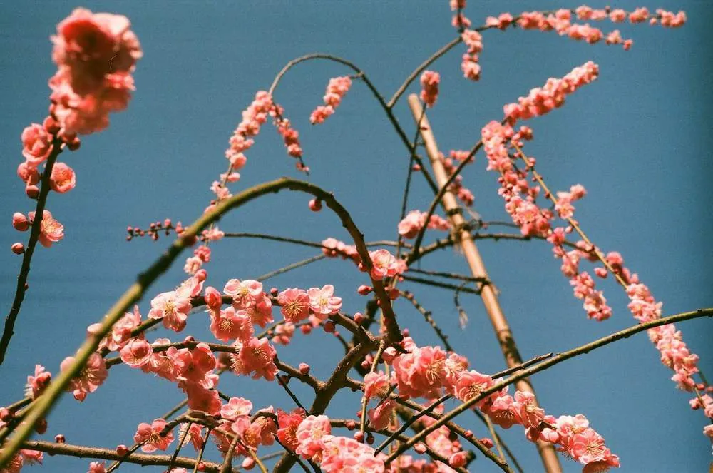 【LeicaM3作例】業務用100フィルムで撮った大縣神社の梅園