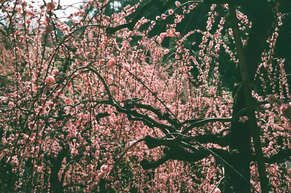 【LeicaM3作例】業務用100フィルムで撮った大縣神社の梅園