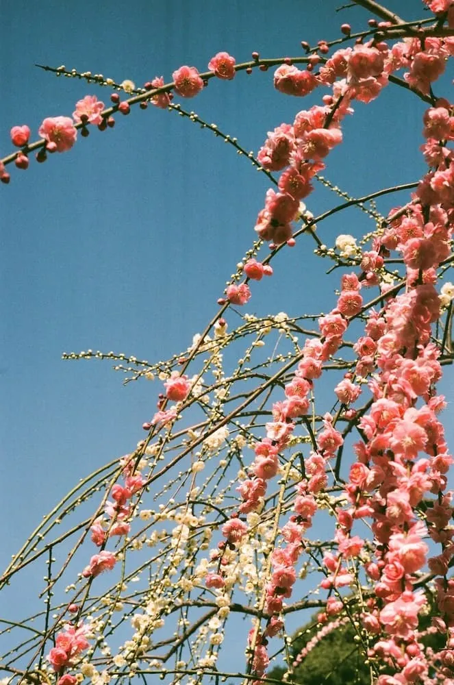 【LeicaM3作例】業務用100フィルムで撮った大縣神社の梅園
