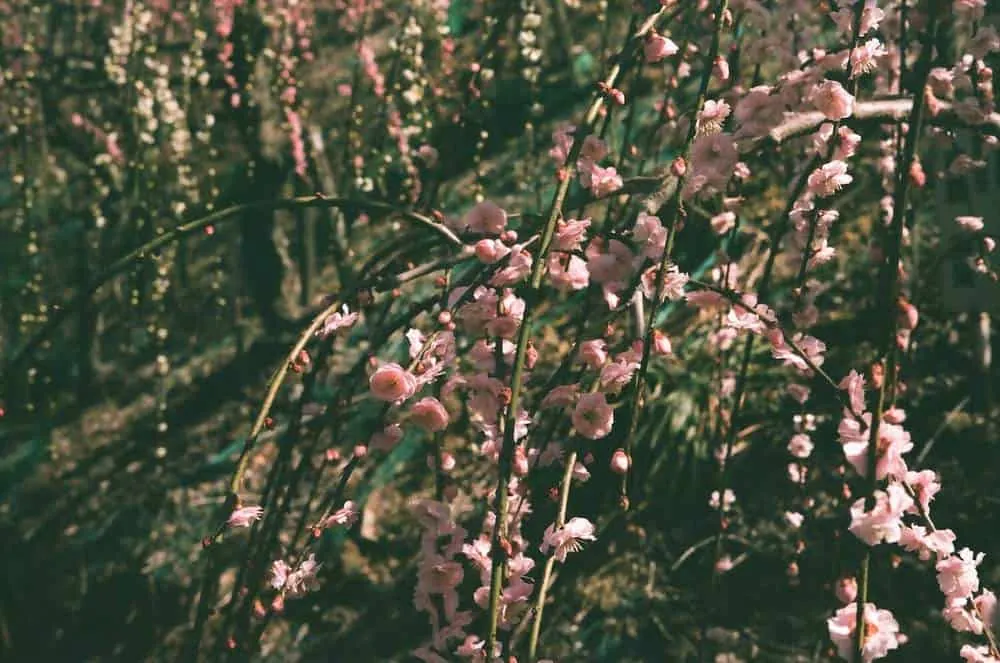 【LeicaM3作例】業務用100フィルムで撮った大縣神社の梅園