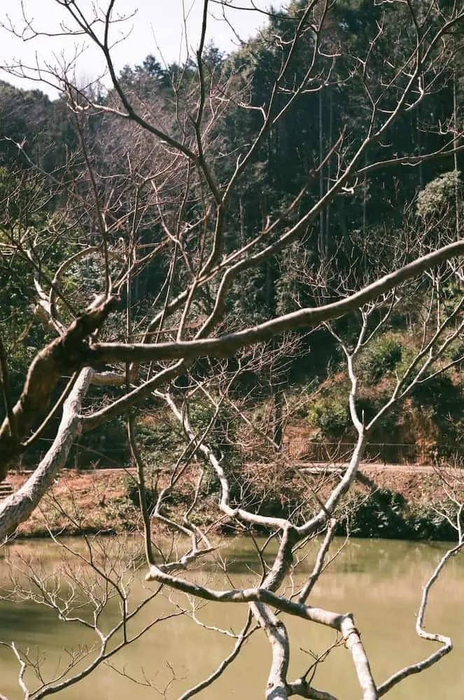 【LeicaM3作例】業務用100フィルムで撮った大縣神社の梅園