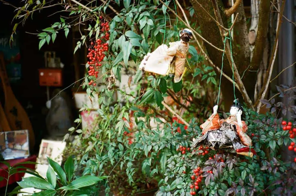 【CONTAX T2】春の郡上八幡と男5人旅