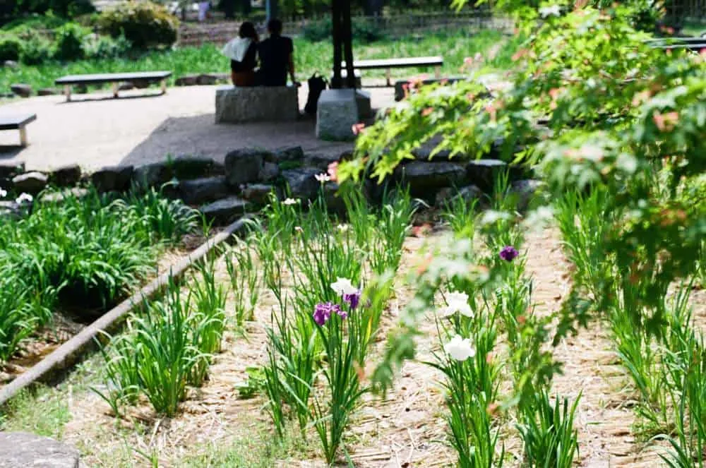 【作例】CONTAX 139 QUARTZとPlanar T* 50mm F1.4で大須観音と鶴舞公園へ