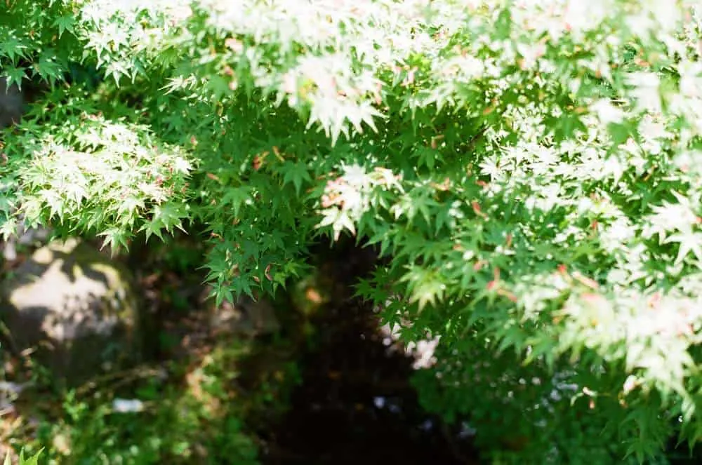 【作例】CONTAX 139 QUARTZとPlanar T* 50mm F1.4で大須観音と鶴舞公園へ