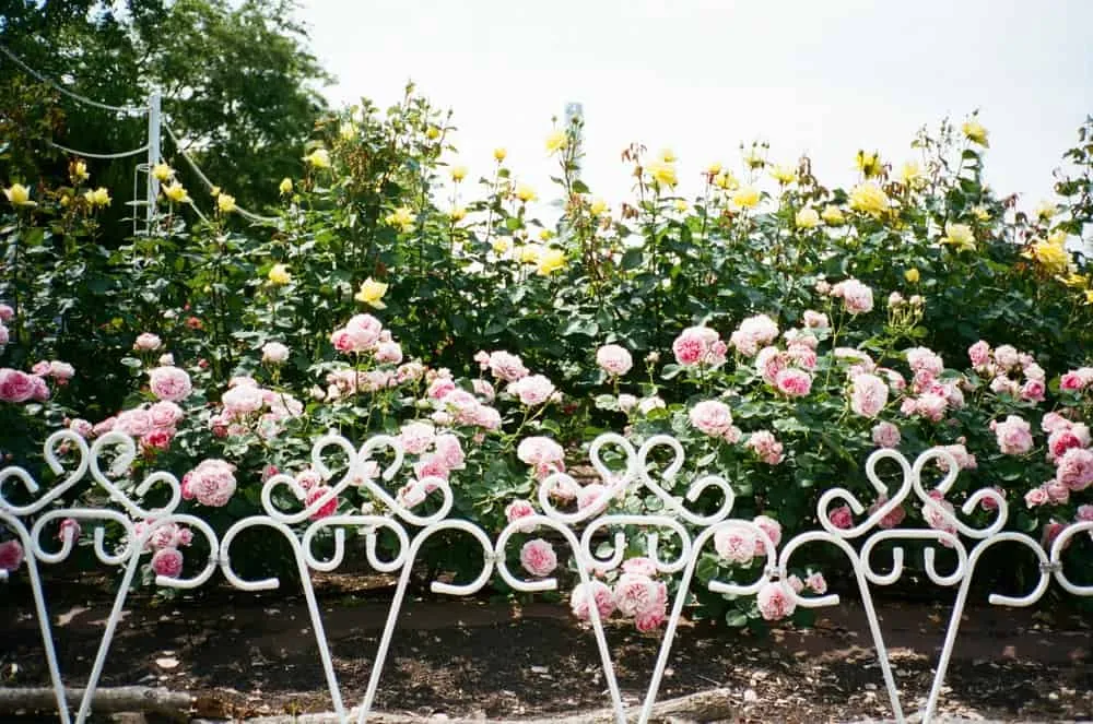 【 #わたしの標準レンズ 】Carl Zeiss Sonnar T* 2.8/38