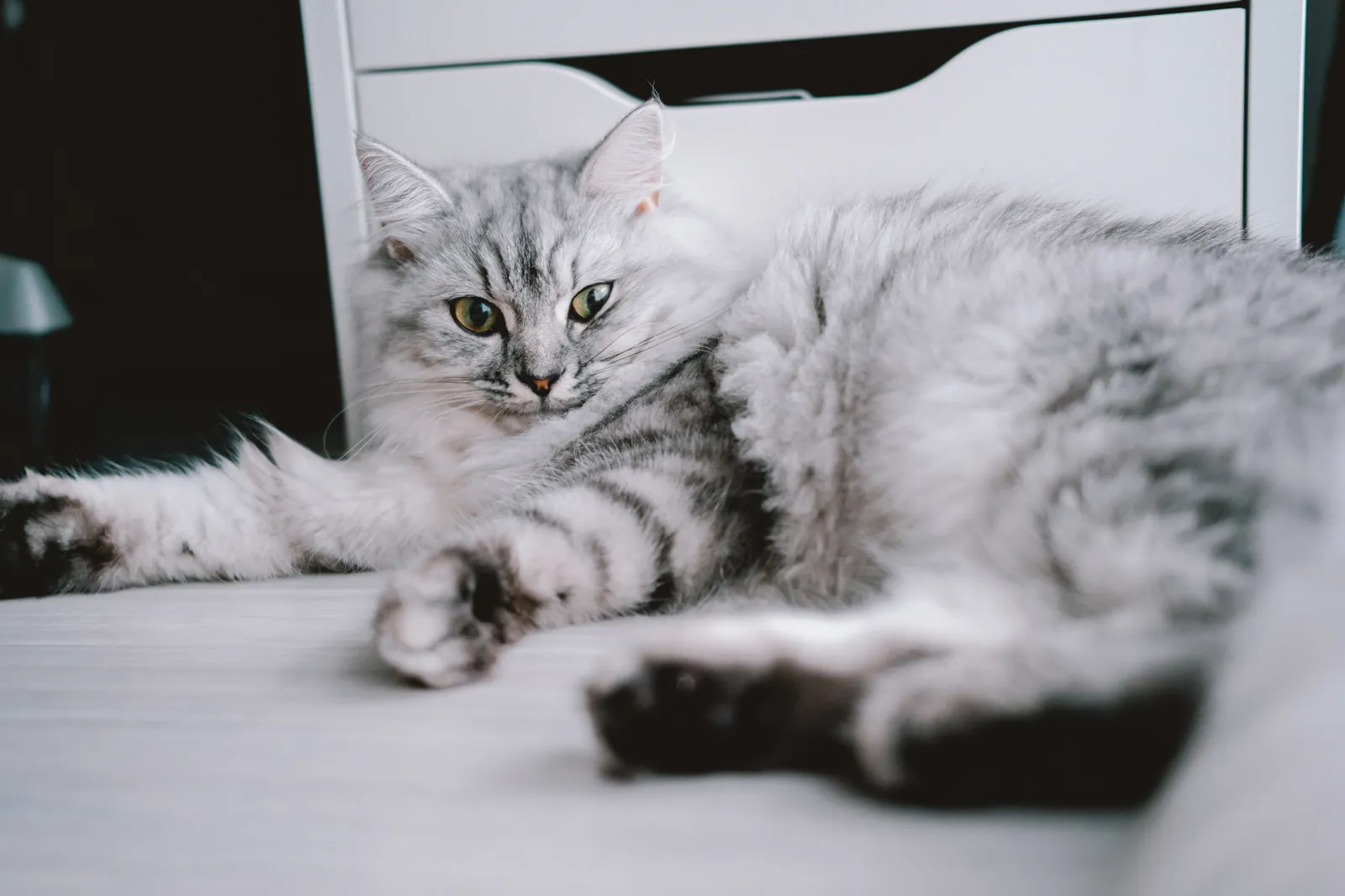 キャンプと猫のカメラにSONY α7C