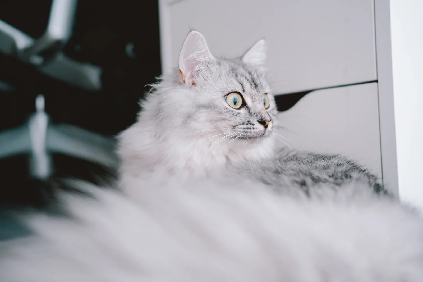 キャンプと猫のカメラにSONY α7C