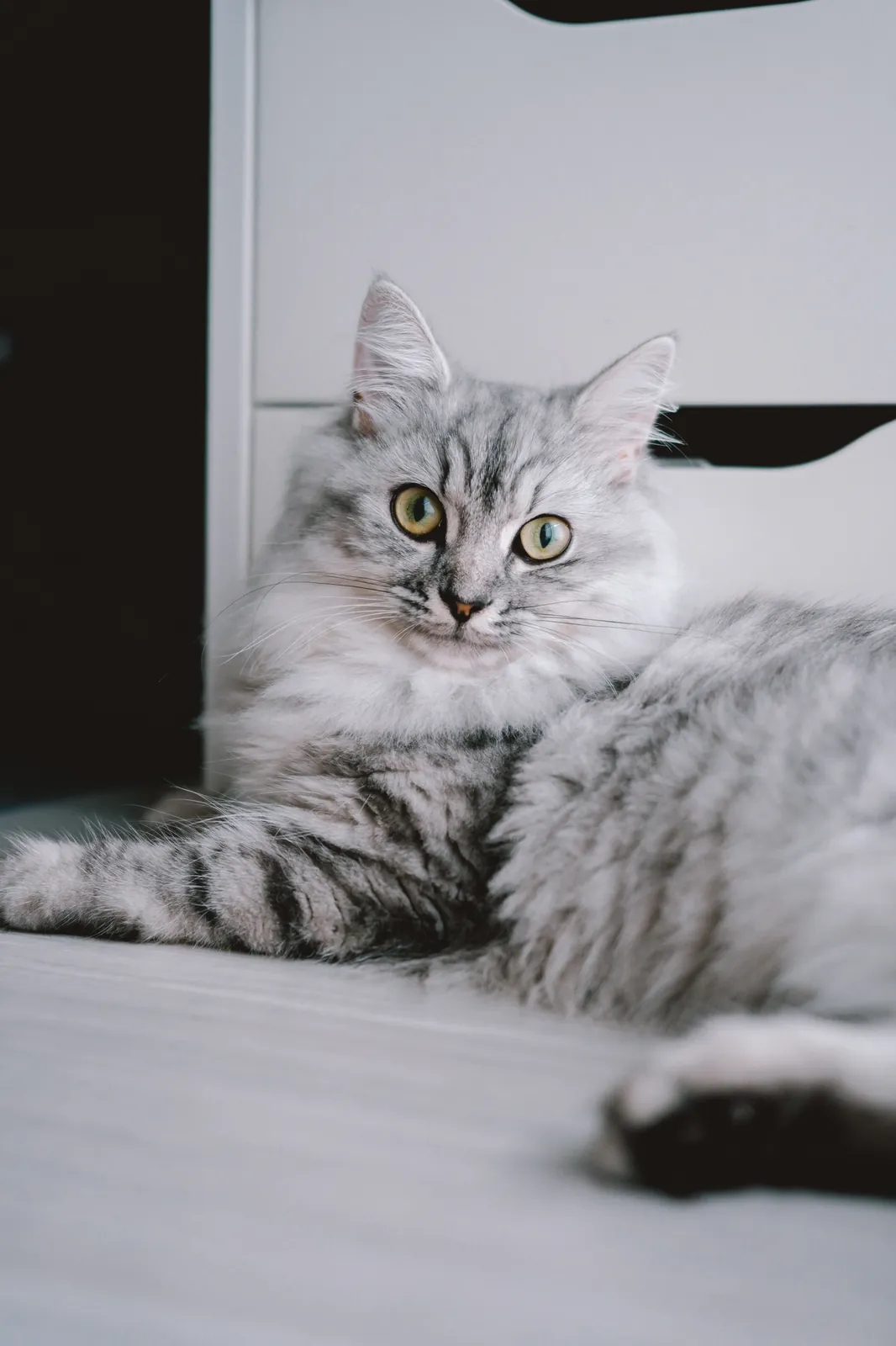 キャンプと猫のカメラにSONY α7C