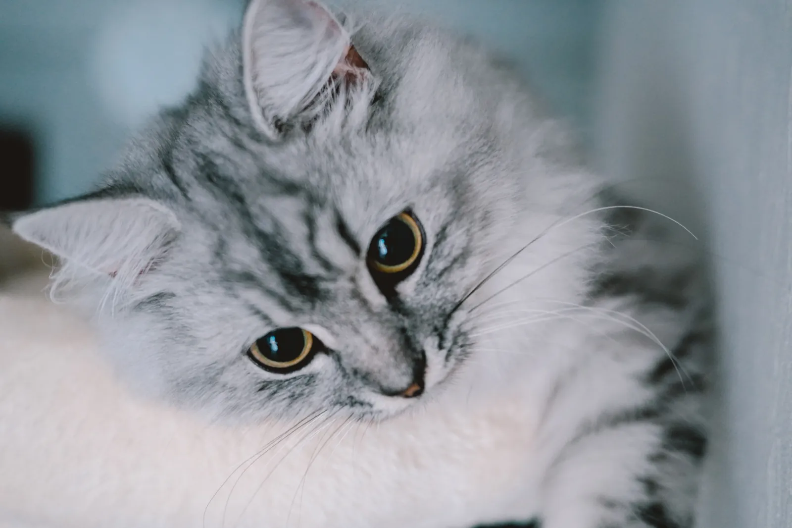 キャンプと猫のカメラにSONY α7C