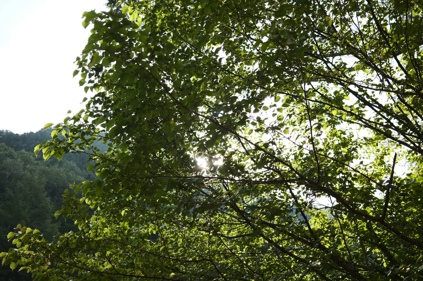 【飛騨高山】FUJIFILM X100Vとソロキャンプ