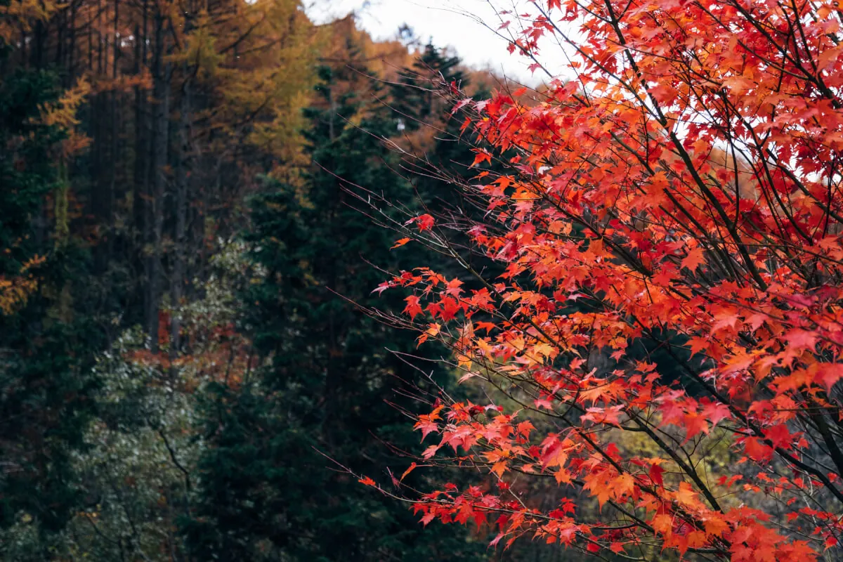 きれいな紅葉。
