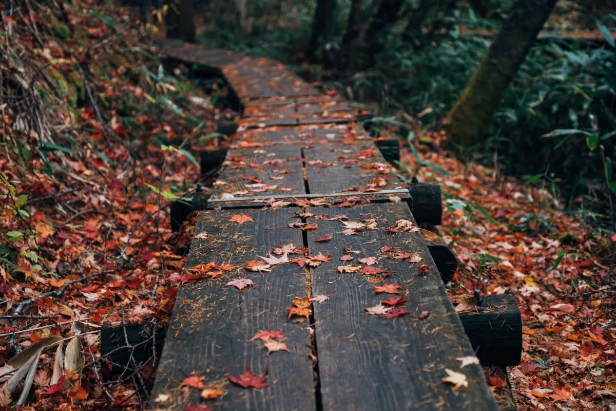 ヘブンスそのはらのいわなの森の遊歩道2
