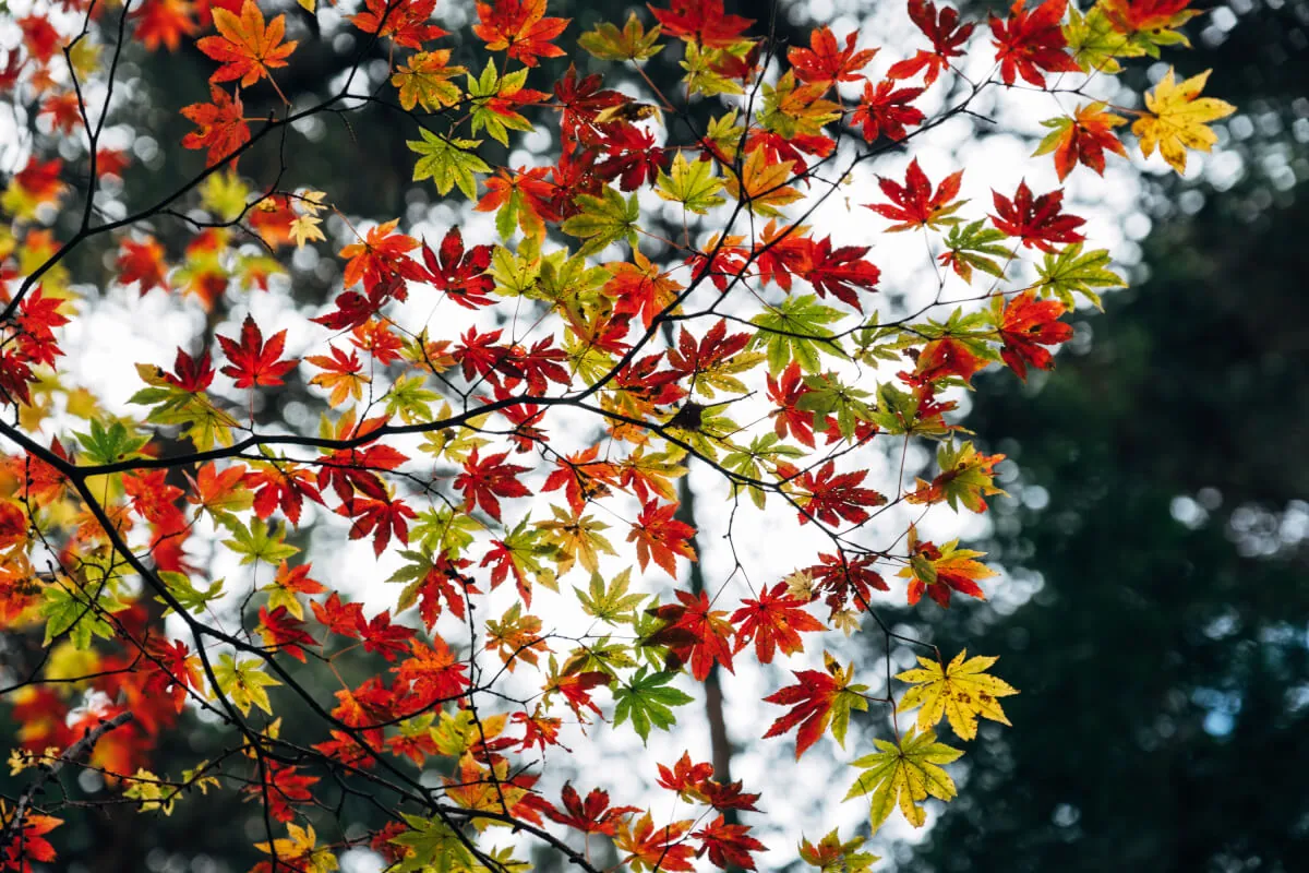 ヘブンスそのはらのいわなの森の紅葉