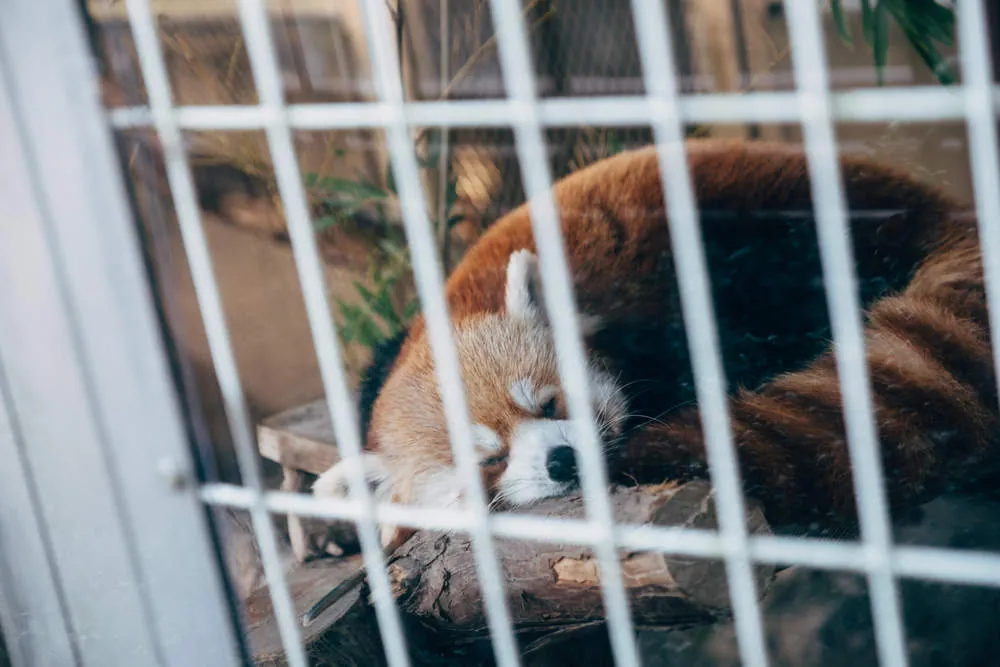 熱川バナナワニ園のニシレッサーパンダ