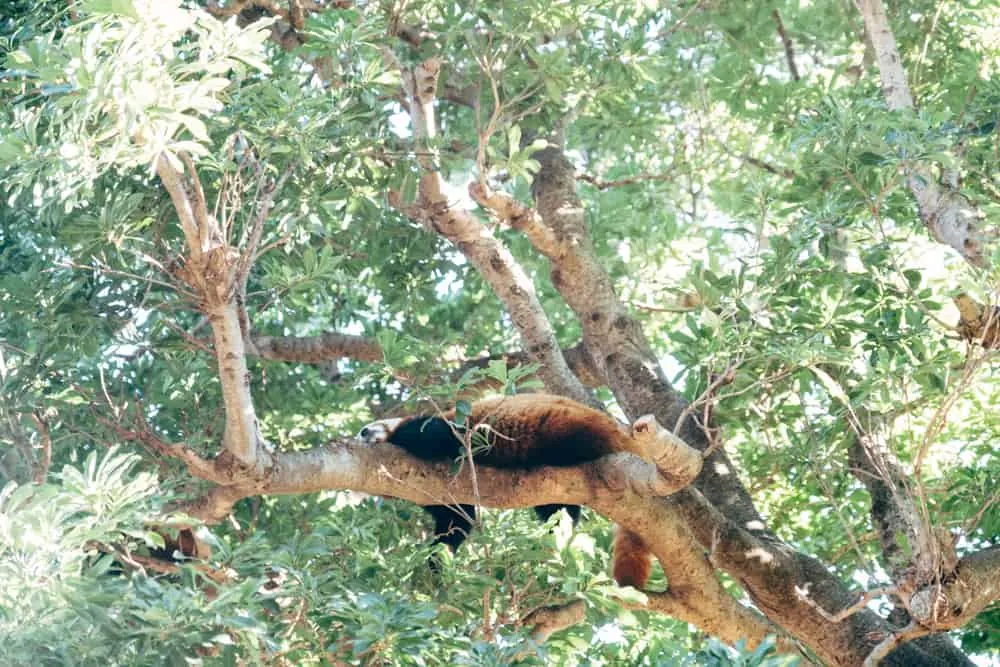 熱川バナナワニ園のニシレッサーパンダ
