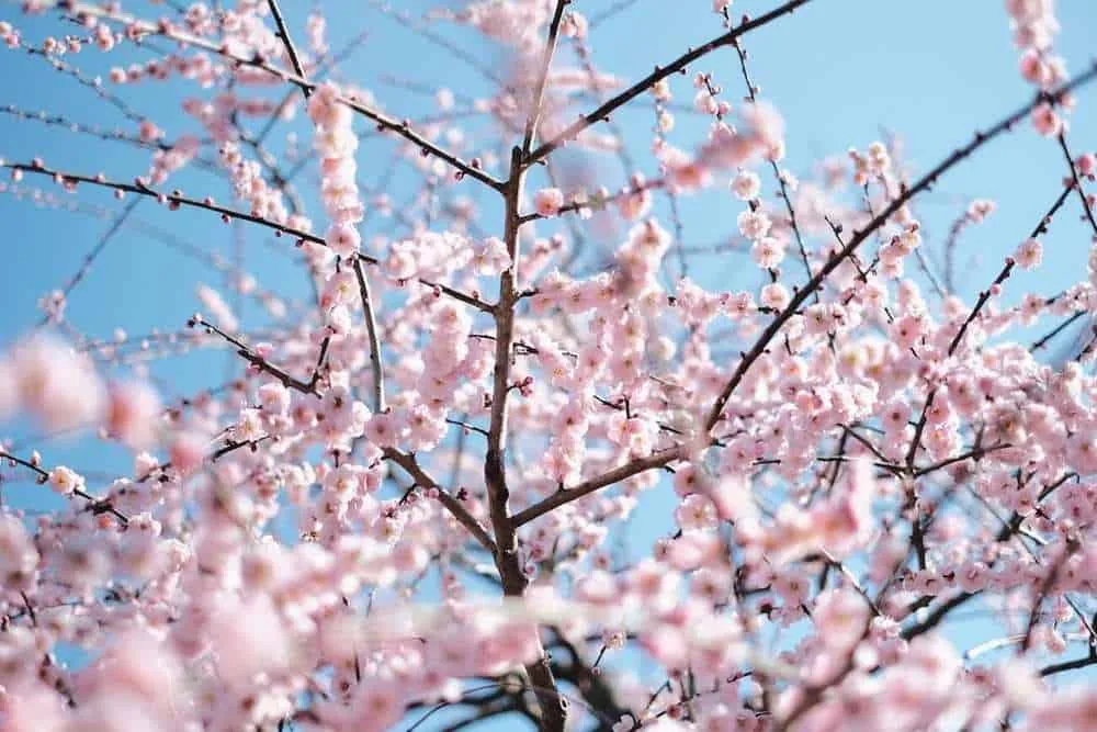 [2019年]犬山市大縣神社の梅園は見頃だった