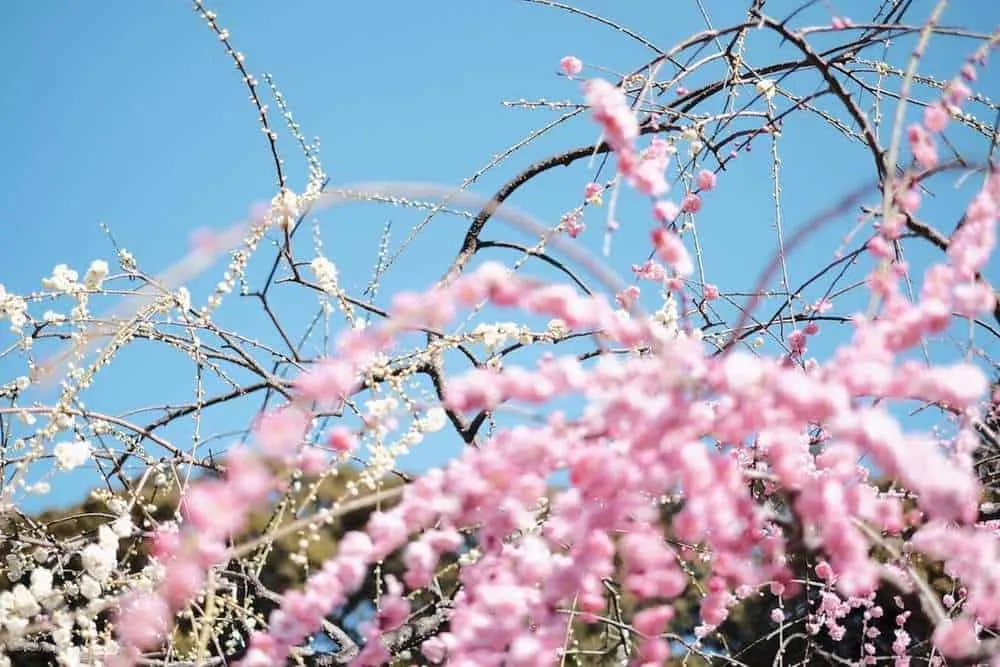 [2019年]犬山市大縣神社の梅園は見頃だった