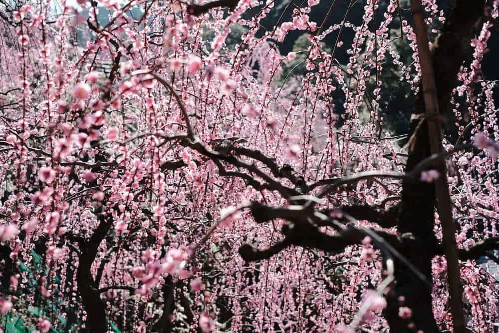 [2019年]犬山市大縣神社の梅園は見頃だった