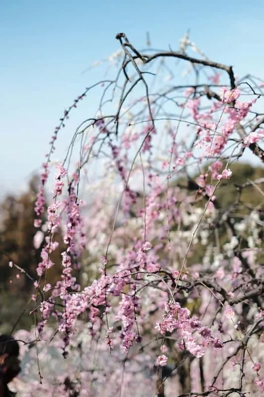 [2019年]犬山市大縣神社の梅園は見頃だった